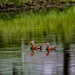 Black-bellied Whistling Ducks by photographycrazy