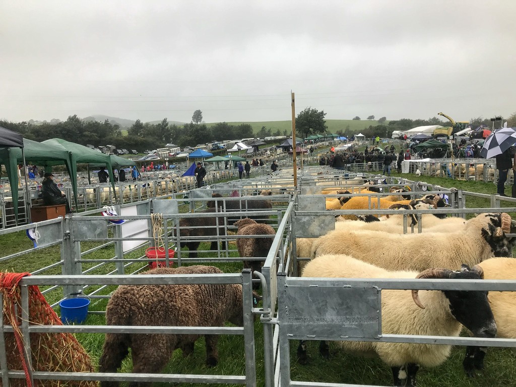 Sheep competitions.  by happypat
