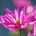 Rosy-Pink by seattlite