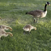 Baby Geese June 2019 by houser934