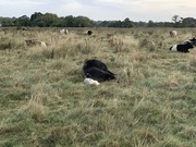 6th Sep 2019 - Let Sleeping Cows