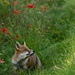 fox   by shepherdmanswife