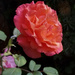Full rose by houser934