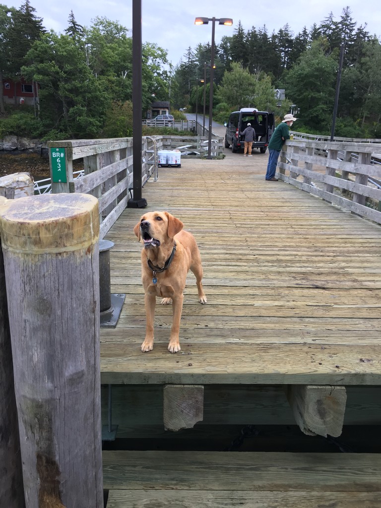 Dog on Dock by clay88
