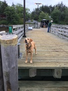 2nd Sep 2019 - Dog on Dock