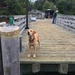 Dog on Dock by clay88