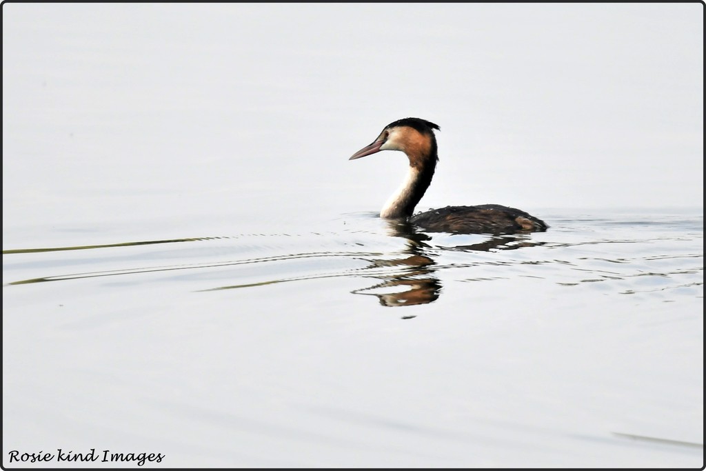 RK3_1019 Great Crested Grebe by rosiekind