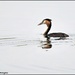RK3_1019 Great Crested Grebe by rosiekind