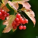 RK3_1034 Juicy berries by rosiekind