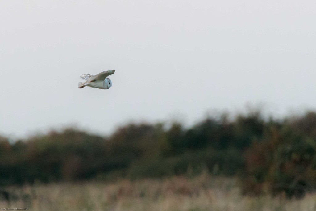 Barn Owl looking over the territory by padlock