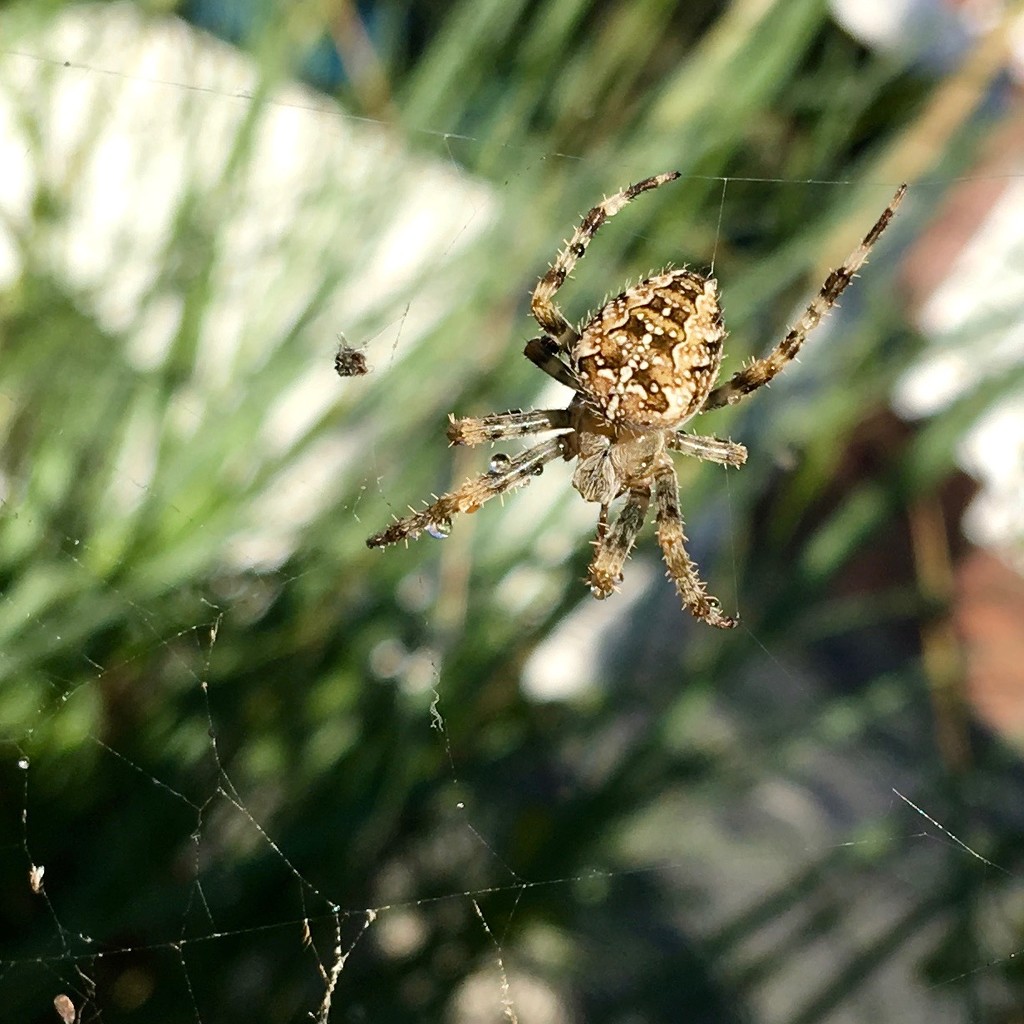 Garden spider by rosie00