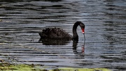 23rd Sep 2019 - Black Swan ~  
