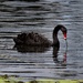 Black Swan ~   by happysnaps