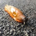 Slug  by imnorman