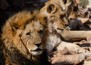 22nd Sep 2019 - Lions
