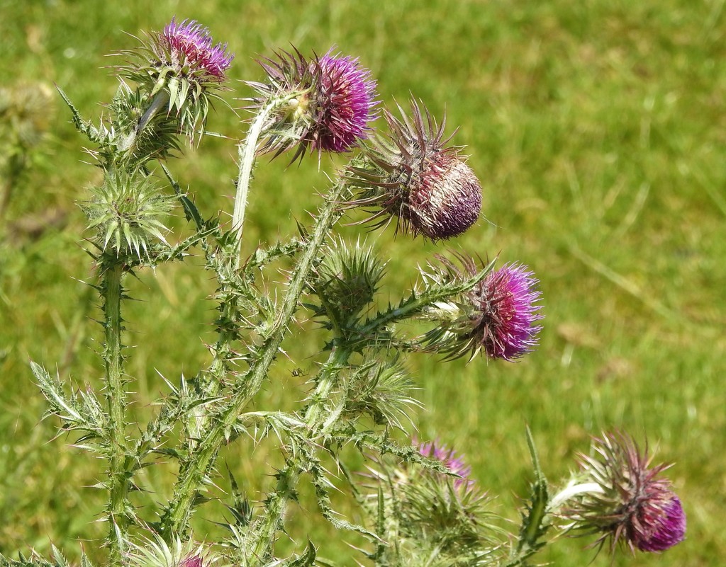 Nodding Thistles by oldjosh