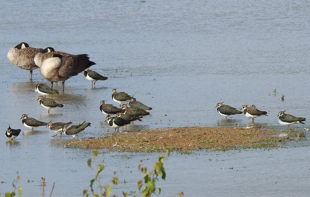Lapwing and Canada Geese by oldjosh