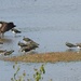 Lapwing and Canada Geese by oldjosh
