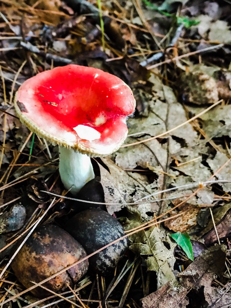 Red Mushroom  by clay88