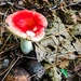 Red Mushroom  by clay88