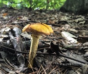 15th Sep 2019 - Woodland Mushroom 