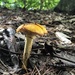 Woodland Mushroom  by clay88
