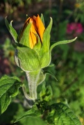 17th Sep 2019 - Sunflower Bud