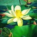 The Water Lily (American Lotus) with seed pod forming in the center by louannwarren