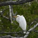 Egret-Tuttle Marsh by amyk