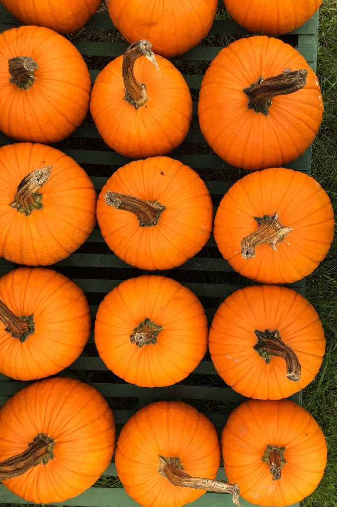 Pumpkin Season in New England  by clay88