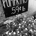 Pumpkins.59 cents a pound by clay88