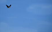 22nd Sep 2019 - Osprey in the sky