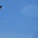 Osprey in the sky by homeschoolmom