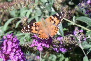 22nd Sep 2019 - Painted Lady