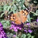 Painted Lady by sandlily