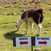 No parking drama for this Llama by kiwinanna
