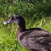 Duck delight by kiwinanna