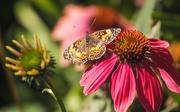 20th Sep 2019 - pearl crescent butterfly