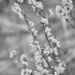 Black & White Bloom by kgolab