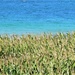 Cornfield by the sea by etienne
