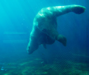 22nd Sep 2019 - icebear diving for a fish