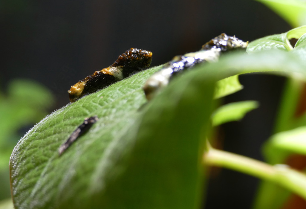 caterpillor by marijbar
