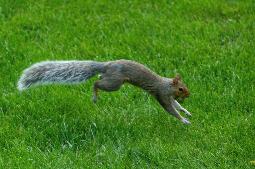 Leaping Squirrel by tdaug80
