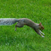 Leaping Squirrel by tdaug80