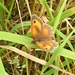 Butterfly by oldjosh
