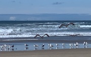 24th Sep 2019 - Pelicans and seagulls
