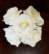11th Aug 2019 - White Roses 