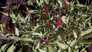 30th Aug 2019 - Peppers--out of focus