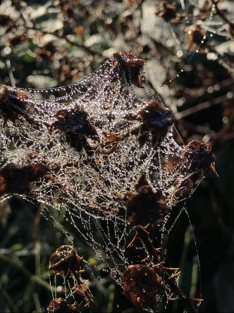 Morning Dew  by pandorasecho