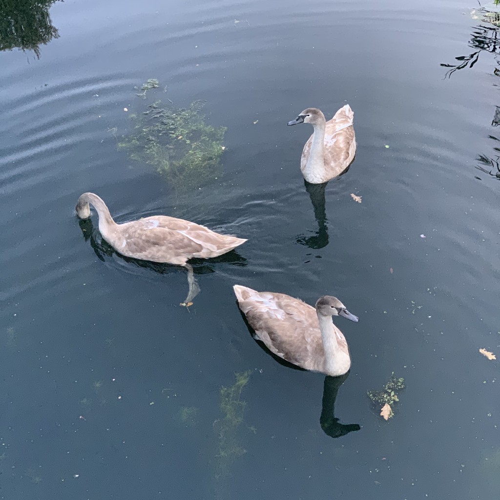 Swans by mattjcuk